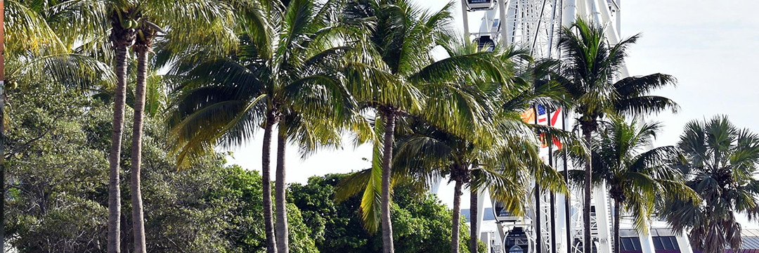 Palm trees along a sunny street in Florida